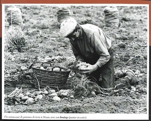 2002 -- EIN KARTOFFELSAMMLER IN SIZUN. 4B439 - Bild 1 von 1