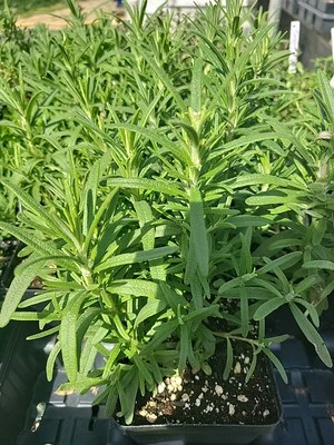 Rosemary, Live Plant, 4" Square Pot, Culinary, Well Rooted Healthy Plants - Image 1 of 3