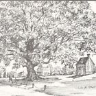 Vintage 1976 White Wye Oak Tree Mills Maryland JB Moll Jr Oxford Postcard