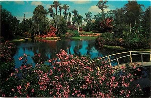 Cypress Gardens Flower Gardens Palms Tropical Trees Florida Postcard - Picture 1 of 2