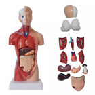 28CM Human Torso Anatomy Model Viscera Heart Brain Skeleton Medical Teach-wq QW