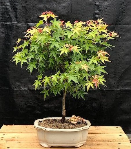 Japanese Maple Bonsai Tree Live Green Dwarf Acer Palmatum Outdoor Plant 16'' in - Image 1 of 1