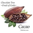 ~Frucht der Götter ~ Schokoladenbaum Theobroma Kakao Kakao kleine Topfvorspeisepflanze