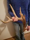 Wild Whitetail Deer Antler Shed Horn Rack Decor Craft 5 Point Canadian Heavy 