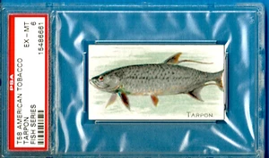 1910 T58 American Tobacco Fish Series - Tarpon Psa 6 (Pop 1 - 0 Higher) - Picture 1 of 2
