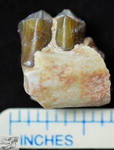 Camel Lower Tooth, Poebrotherium Fossil, Badlands South Dakota, Oligocene, P374 - Picture 1 of 3