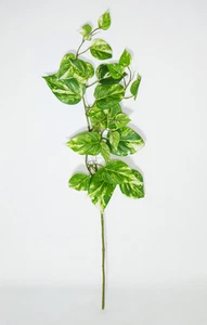 GROSSER POTHOSZWEIG - Bild 1 von 1