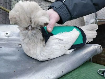 SILLA DE MONTAR DE POLLO IMPERMEABLE | Delantal de pollo | Resistente a espolones | Protección de plumas de gallina Foto 1 de 4