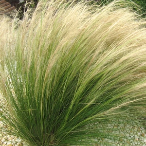 Stipa 'Pony Tails' Feather Deciduous Perennial Outdoor Garden Grass Plant in Pot - Picture 1 of 21