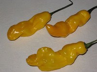 Habanero - LEMON HABANERO - 10 Chilisamen, sehr scharf