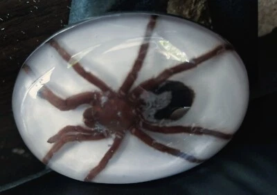 Mujeres Hombres TARANTULA Real Hebilla de Cinturón Vaquero Occidental Hecho MÉXICO RARO VINTAGE Foto 1 de 4