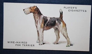 Fox Terrier Drahthaar Vintage 1931 Bildkarte EE31 - Bild 1 von 1
