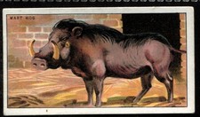Tobacco Card, B Morris, ANIMALS AT THE ZOO, 1924, Wart Hog, #37