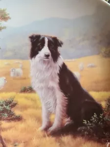 Lovely Danbury Mint Royal Worcester Border Collie Plate SHEPHERDS DELIGHT - Picture 1 of 4