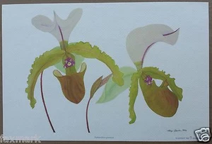 Lady Slipper Species Orchid Print Margo Brinton 1986 Spicerianum - Picture 1 of 3