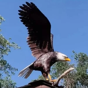 41-in American Bald Eagle Large Outdoor Metal Statue Lawn Sculpture Garden Yard - Picture 1 of 6