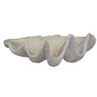 Giant Clam Shell