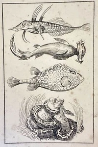 Incision Mullet Marteau Ostracio Tricornis Python Ittiologia Fishes Python Fish - Picture 1 of 2
