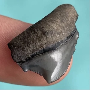 Megalodonte dente di squalo giovanile posteriore sud Florida 0,9” grado esemplare fossile - Foto 1 di 3