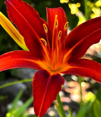 10 Heirloom Red Daylily Long Petals, Yellow Throat 20+ Yrs Proven Chemical-Free - Image 1 of 4