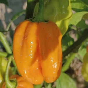 Habanero West Indian Yellow,10 Semillas,Capsicum chinense (479) - Imagen 1 de 1