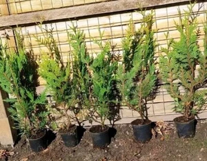 18 Stück Thuja Aurescens circa 50 cm, Lebensbaum, immergrüne Heckenpflanzen - Bild 1 von 6