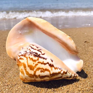 Natural Ellobium Shell Conch Large Sea Snail Fish Tank Aquarium Furnishing Decor - Picture 1 of 13