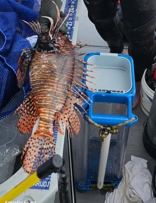 Caza Acuática - Pesca Submarina Buceo Pez León 25" Armario Trampa Lanza Poste incluida Foto 1 de 4