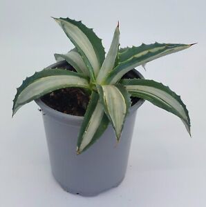 Agave 'Mediopicta Alba' - 9cm Plant