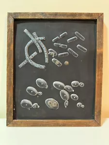 PLANTS PROPAGATION-OLD EDUCATIONAL TEACHING BOTANICAL SCHOOL MODEL YUGOSLAVIA - Picture 1 of 4