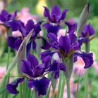 2 x Iris Sibirica 'Ruffled Velvet' Rhizomatous Perennial in 1 Litre Pot