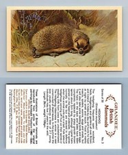 Hedgehog #3 Grandee British Mammals 1982 Cigarette Cards