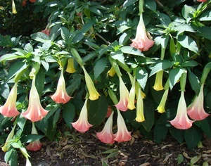 SAMEN ROSA ENGELSTROMPETE Terrasse Balkon Garten Pflanze Kübelstaude Dauerblüher - Bild 1 von 1
