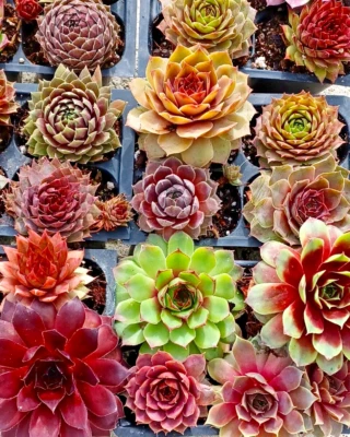Assorted Baby Succulents - Sempervivum Hens & Chick Indoor Outdoor Plants 10pack - Image 1 of 4