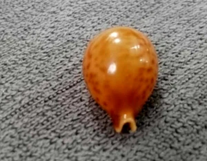 cowrie Pustularia globulus 19.5 mm GEM beautiful pattern WOW !!! - Picture 1 of 7