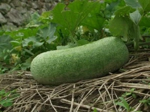 Melón de cera - Benincasa hispida - 5+ semillas - semillas - semillas - semillas - c 058 - Imagen 1 de 1