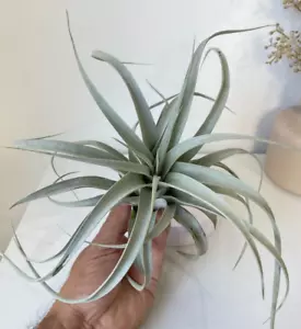 Air Plant, Bromeliad Tillandsia xerographica 30cm Large x 1 - Picture 1 of 5