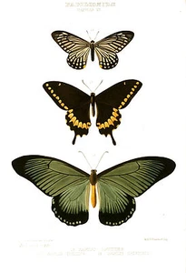 Vintage print poster Butterfly large art for glass frame 90cm painting - Picture 1 of 7
