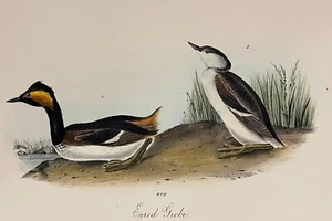 Audubon Eared Grebe Pl 482 Birds Of America 2nd Ed. Royal Octavo - Picture 1 of 3