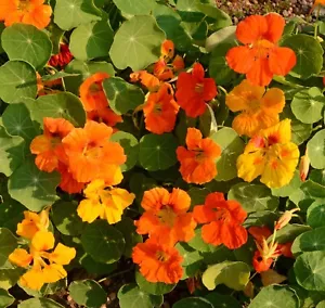 Nasturtium - Jewel Mix, 50 Seeds Per Packet, Non-GMO - Picture 1 of 1