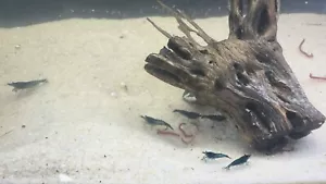 Sustrato de arena para acuario color tostado grano fino 10 libras - Imagen 1 de 12