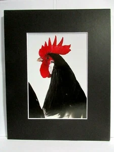 Black Rosecomb Rooster Print - 8" X 10" Black Matted Book Page #42 - Picture 1 of 2