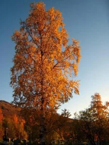 Silver Birch ( Betula Pendula Alba) 100 Seeds - Picture 1 of 1