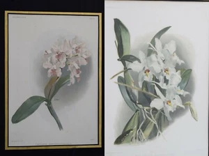 LOT 2 REICHENBACHIA ANTIQUE BOTANICAL ORCHID PRINTS MOON MANSELL LEUTZSCH 1877 - Picture 1 of 12