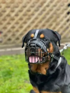 Strong Metal Wire Basket Dog Muzzle Rottweiler, Mastiff, Golden Retriever - Picture 1 of 12