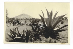 Teotihuacán Mexiko RPPC Postkarte antike Tempel Pyramide Aguva Pflanzen Cowboy - Bild 1 von 2