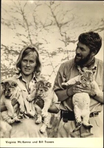 LION CUBS, Wildlife TV Actors Virginia McKenna & Bill Travers with Baby Lions - Picture 1 of 2