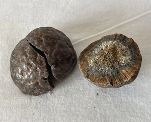 145g (3 Stück) Antik Fossil Koprolit Urzeit Dinosaurier Kot Mist #282 - Bild 1 von 10