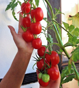 Tomatensamen "De Berao" ROT "Riesen Tomatenbaum" Rarität 10+ Samen frisch 2023!