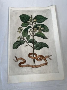 Giovanni Baptista FERRARI, Limoniae Flores, 1638, Agrumes Print - Picture 1 of 5